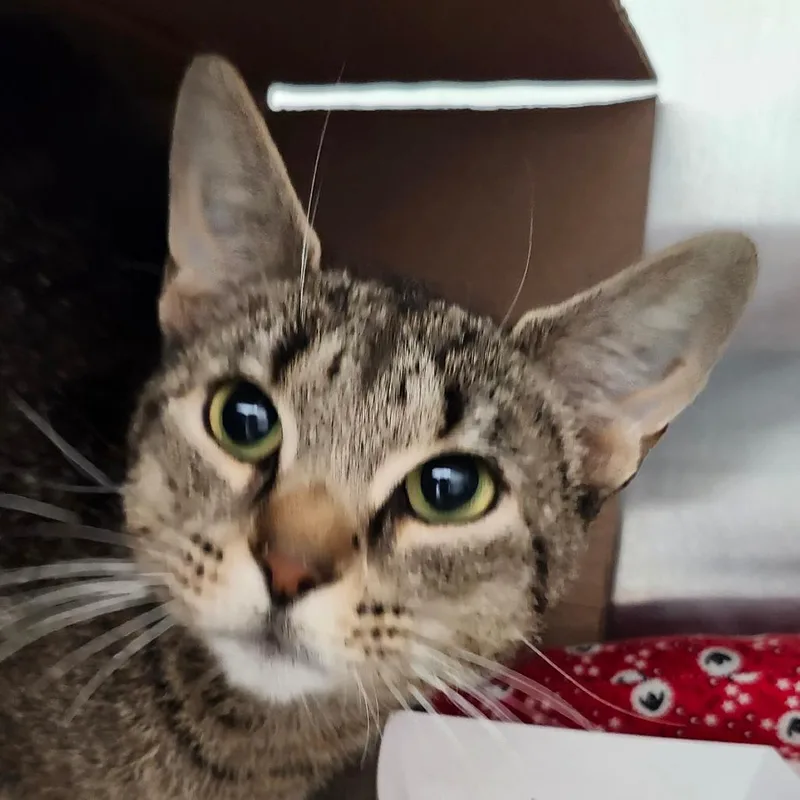 A young small-sized female Brown / Chocolate Domestic Short Hair cat named Gretchen for adoption in Ballston Spa, NY