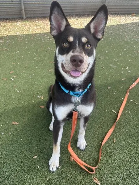 An adult large-sized male Mixed Breed dog named Cricket for adoption in Austin, TX
