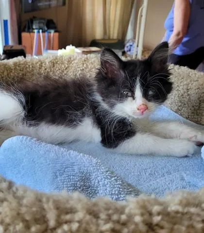 A baby small-sized female Domestic Medium Hair cat named Meg for adoption in Westland, MI