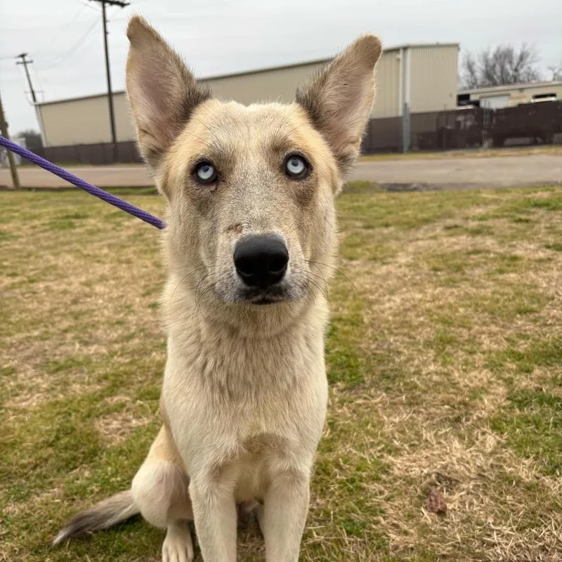 An adult medium-sized female Yellow / Tan / Blond / Fawn Husky dog named Jade D for adoption in Corsicana, TX