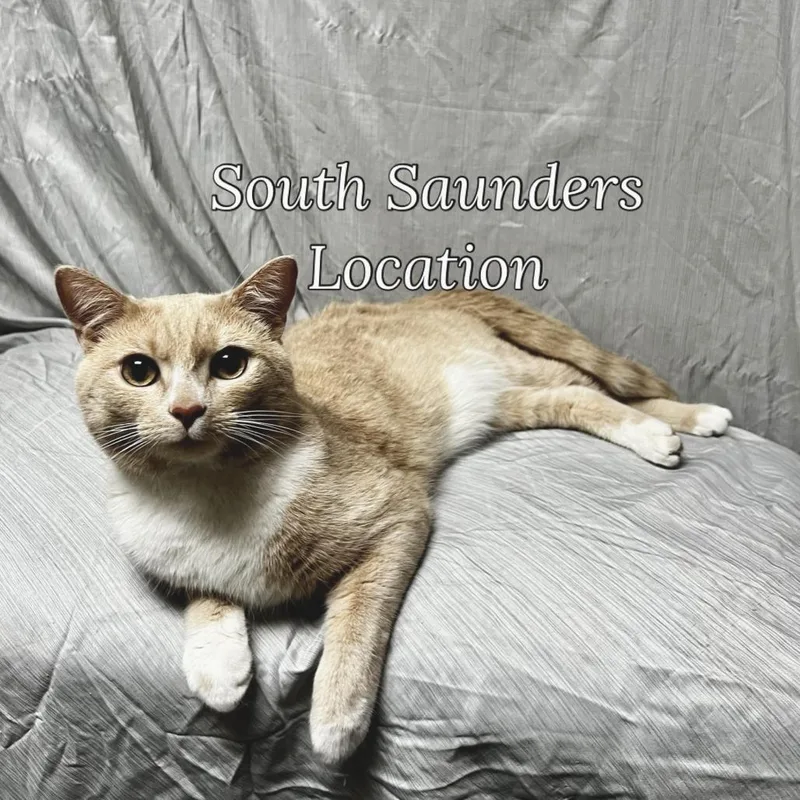 A young medium-sized male Buff / Tan / Fawn Domestic Short Hair cat named Belvedere for adoption in Raleigh, NC