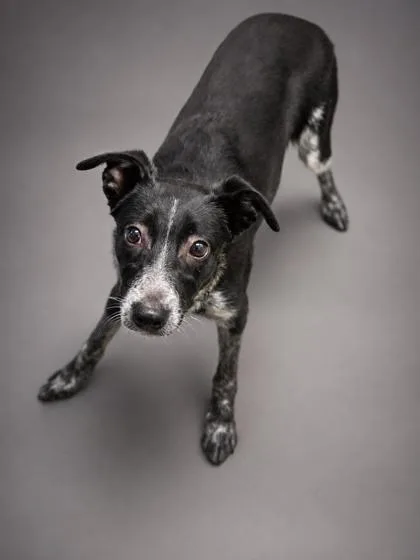 A young medium-sized female Cattle Dog dog named Daisy for adoption in Bowling Green, KY