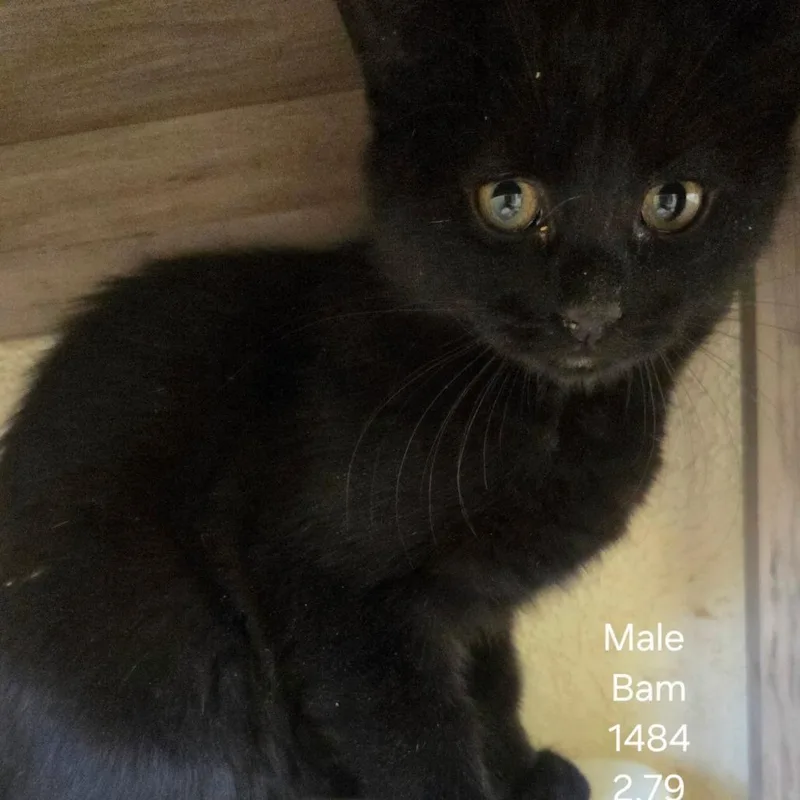 A baby small-sized male Black American Shorthair cat named Bam for adoption in Klamath Falls, OR