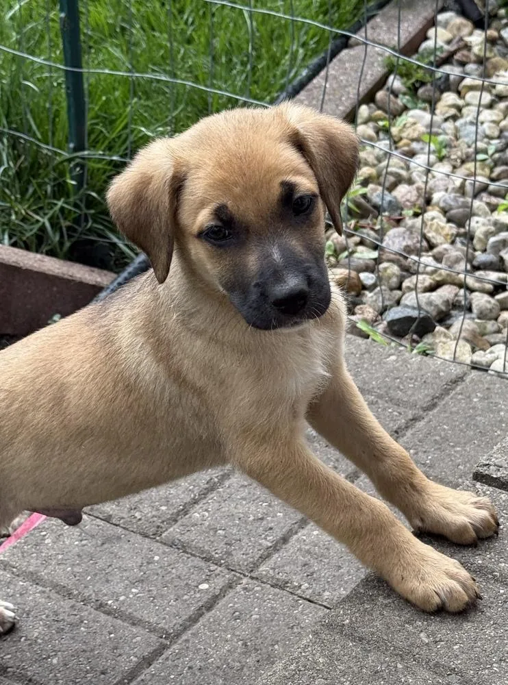 A baby medium-sized male Hound dog named Jefferson for adoption in South Bend, IN