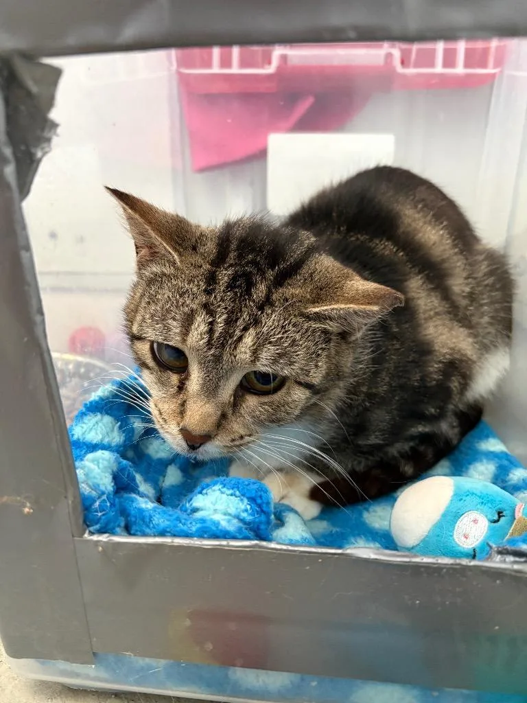 A baby medium-sized female Domestic Short Hair cat named Willow for adoption in Hartford City, IN
