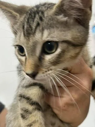 A baby small-sized male Tabby (Brown / Chocolate) Domestic Short Hair cat named Brownie for adoption in Anoka, MN
