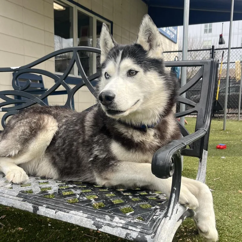 A senior medium-sized male Black Husky dog named Tovy for adoption in Providence, RI