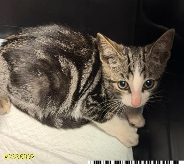 A baby small-sized female Domestic Short Hair cat named Maude for adoption in West Palm Beach, FL