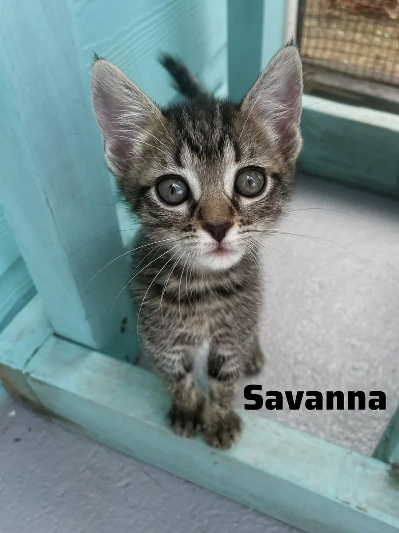 A baby small-sized female Tabby (Gray / Blue / Silver) American Shorthair cat named Savanna for adoption in Shrewsbury, MA