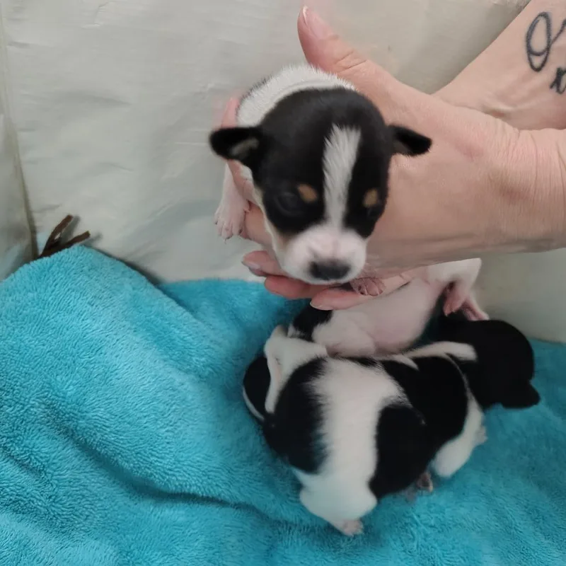 A baby small-sized female White / Cream Rat Terrier dog named Daisy for adoption in Coos Bay, OR