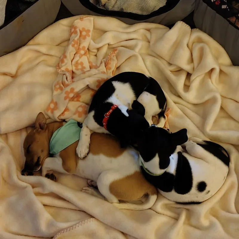 Daisy thumbnail 2