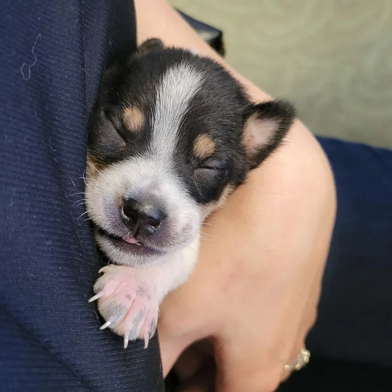Daisy thumbnail 6
