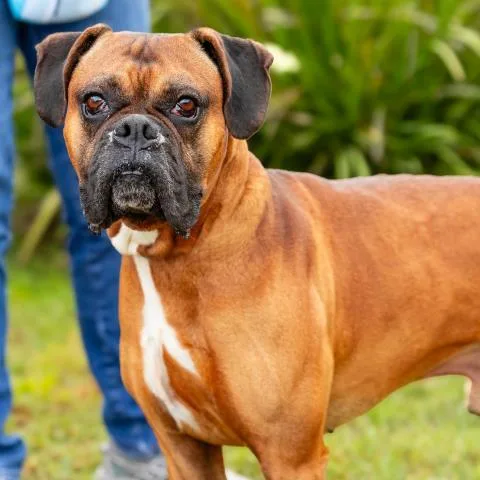 An adult large-sized male Boxer dog named Oscar for adoption in Camarillo, CA
