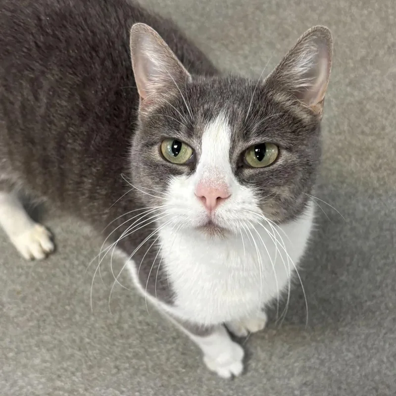 Cheese Cloth thumbnail 2