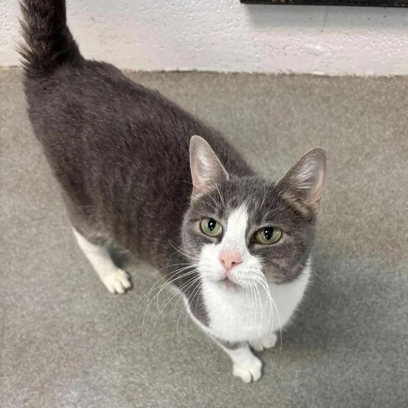 Cheese Cloth thumbnail 3