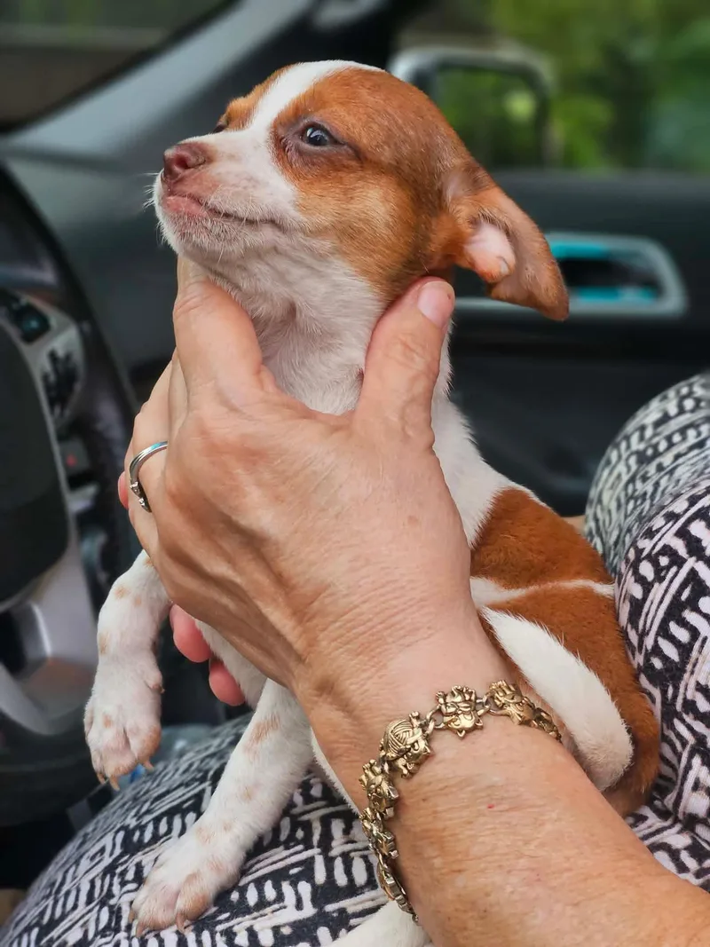 A baby small-sized female Chihuahua dog named Savannah Prairie for adoption in Wakefield, RI