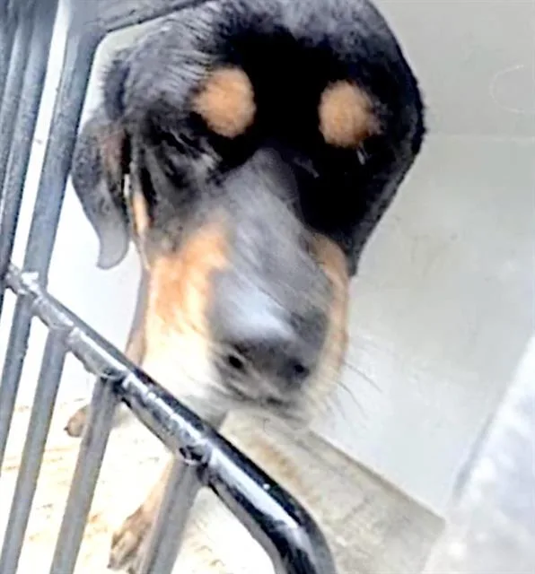 An adult large-sized male Rottweiler dog named A for adoption in Houston, TX
