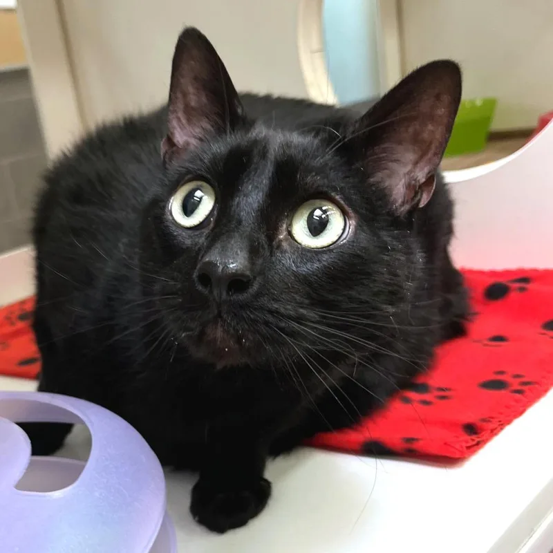 An adult extra large-sized male Black Domestic Short Hair cat named Coal for adoption in Cheyenne, WY