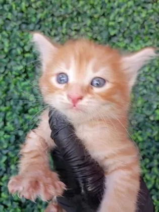 A baby small-sized female Orange / Red Domestic Medium Hair cat named 61222644 for adoption in El Paso, TX