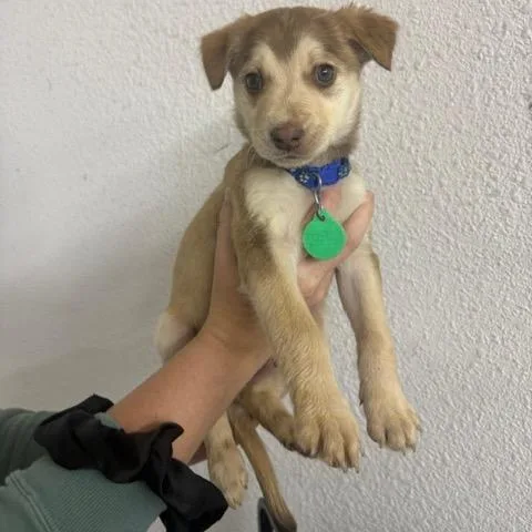 A baby small-sized male Yellow / Tan / Blond / Fawn Mixed Breed dog named Balto for adoption in Buffalo, MN