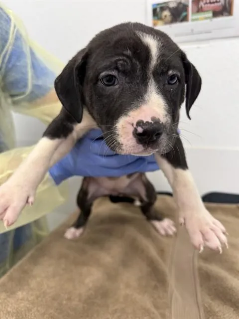 A baby large-sized female Pit Bull Terrier dog named Hazel for adoption in Mesa, AZ