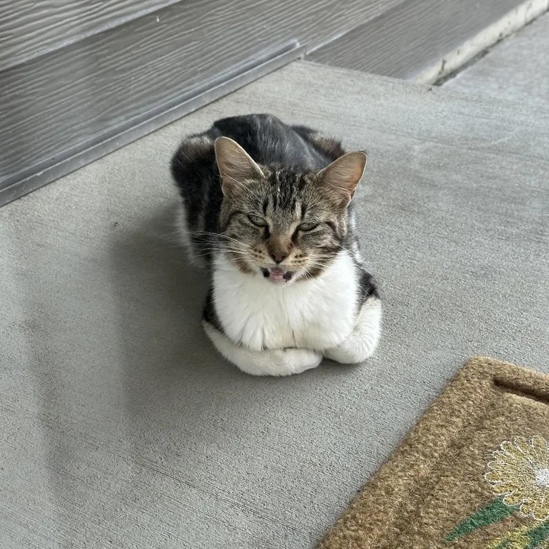 A baby small-sized female Calico Domestic Short Hair cat named Found Dover for adoption in Rochester, MN