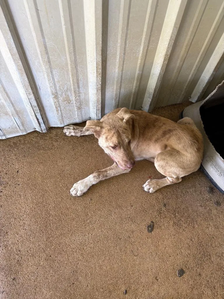 A baby medium-sized male Labrador Retriever dog named Float for adoption in Ada, OK