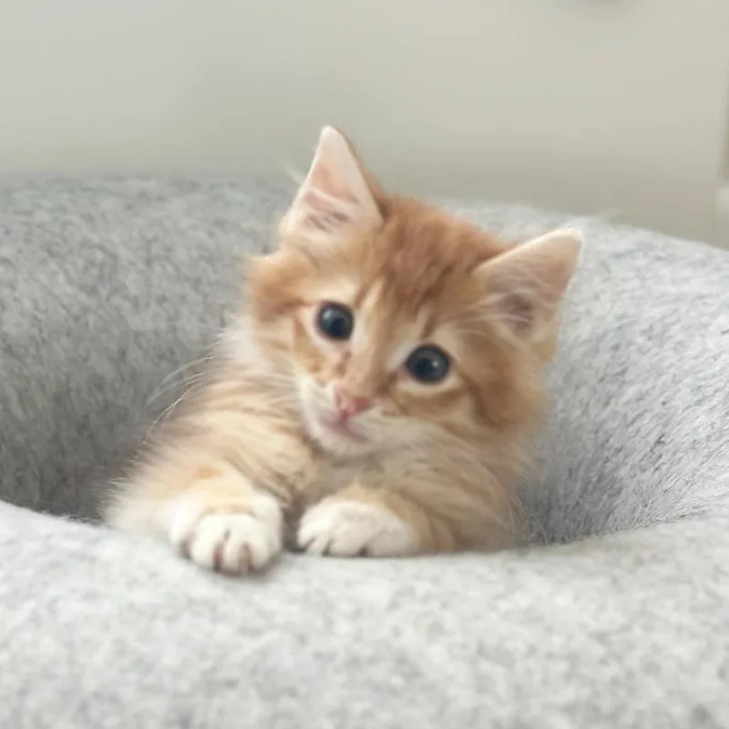 A baby small-sized male Orange / Red Domestic Short Hair cat named Mango for adoption in Flower Mound, TX