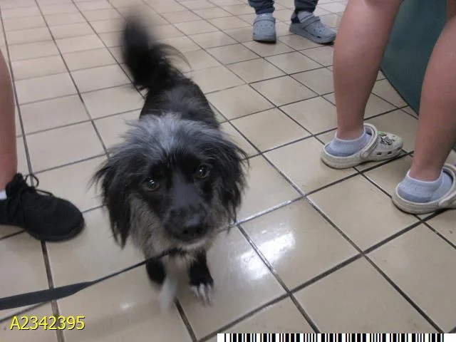 An adult small-sized female Mixed Breed dog named Flower for adoption in West Palm Beach, FL