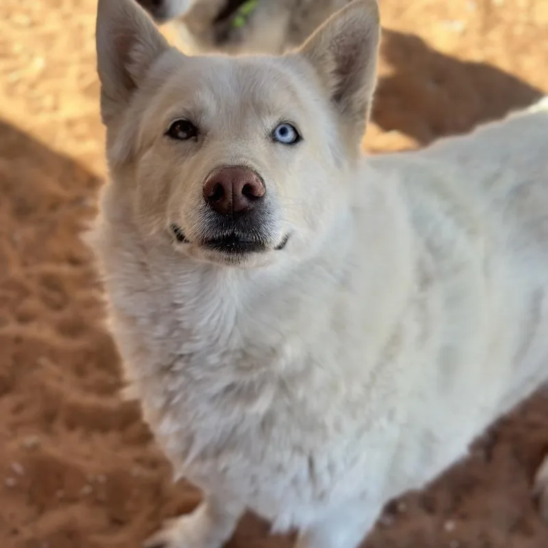 A senior large-sized female White / Cream Husky dog named Barbie for adoption in Kanab, UT