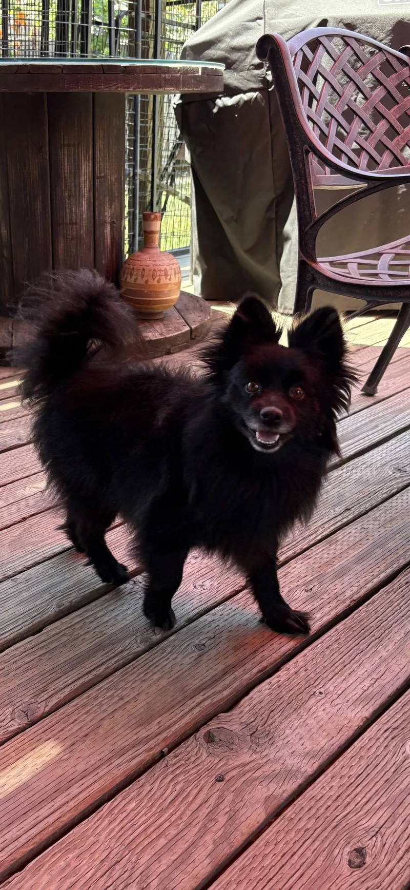 A young small-sized female Pomeranian dog named Beth for adoption in Orange, CA