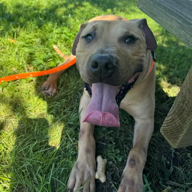 An adult medium-sized male Pit Bull Terrier dog named "Hammy"Stray for adoption in Perkiomenville, PA