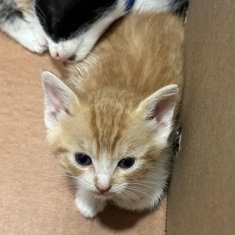 A baby small-sized female Orange / Red Domestic Short Hair cat named Serval for adoption in Chattanooga, TN