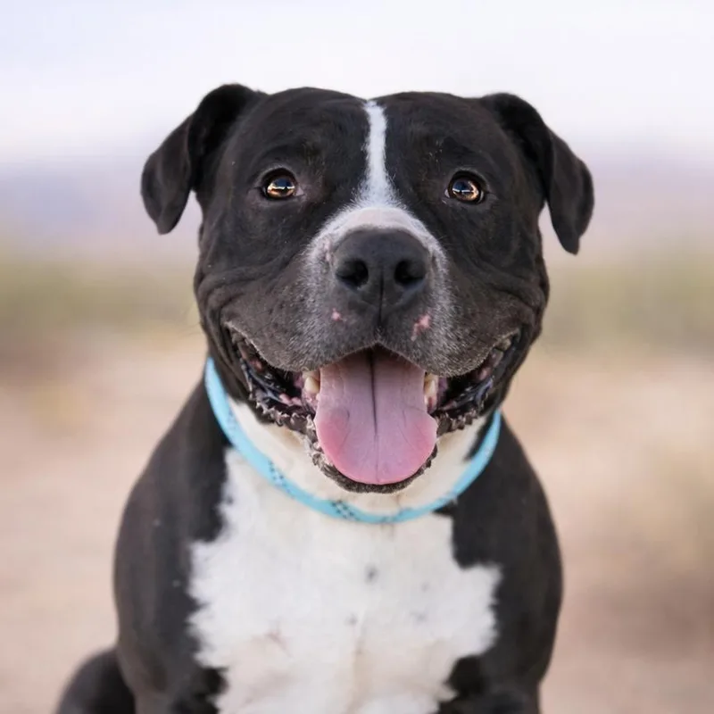 An adult large-sized male Black Pit Bull Terrier dog named Meatloaf for adoption in Wickenburg, AZ