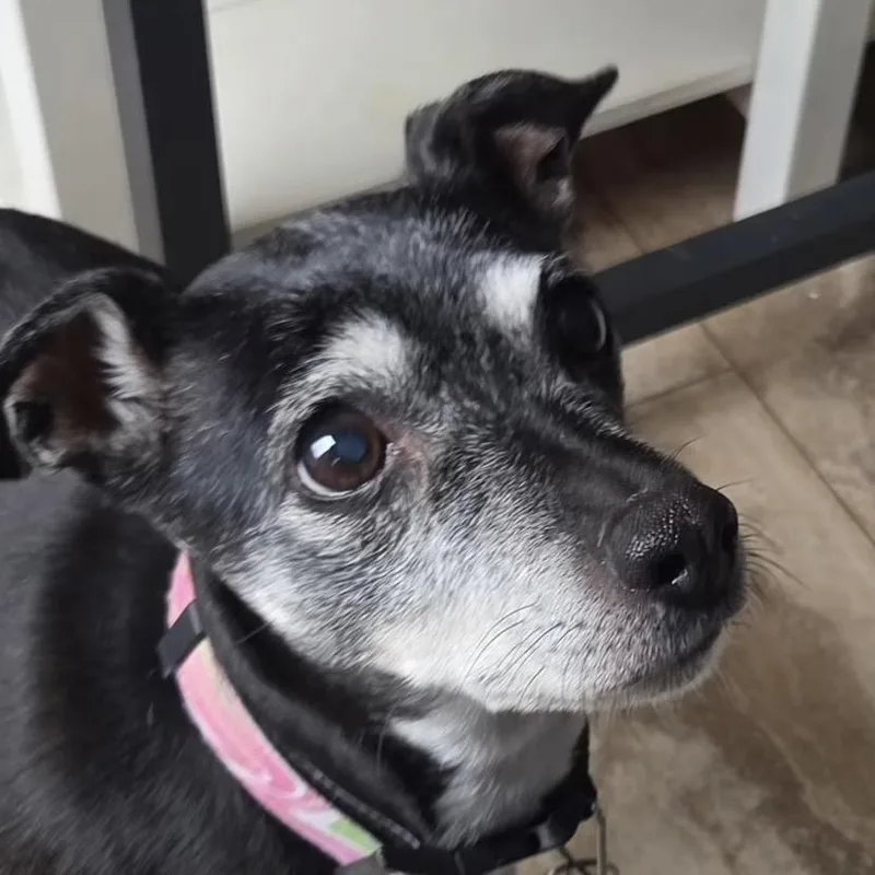 Millie thumbnail 2