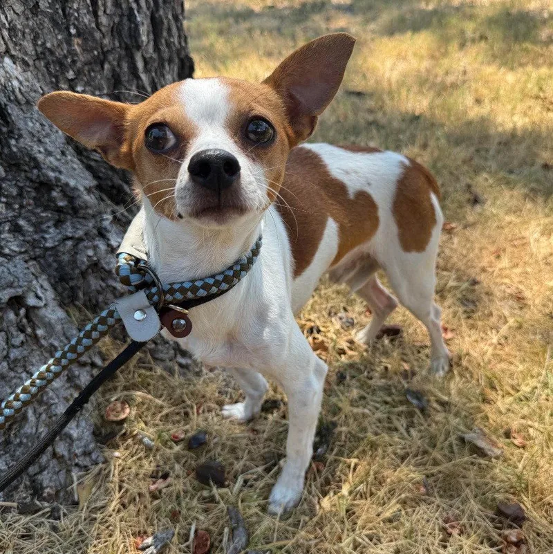 An adult small-sized male Chihuahua dog named Bernard for adoption in Bloomfield, CT