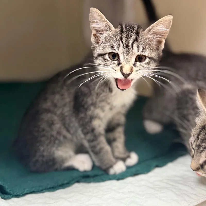 A baby small-sized male Black Domestic Short Hair cat named Boots for adoption in Caryville, TN