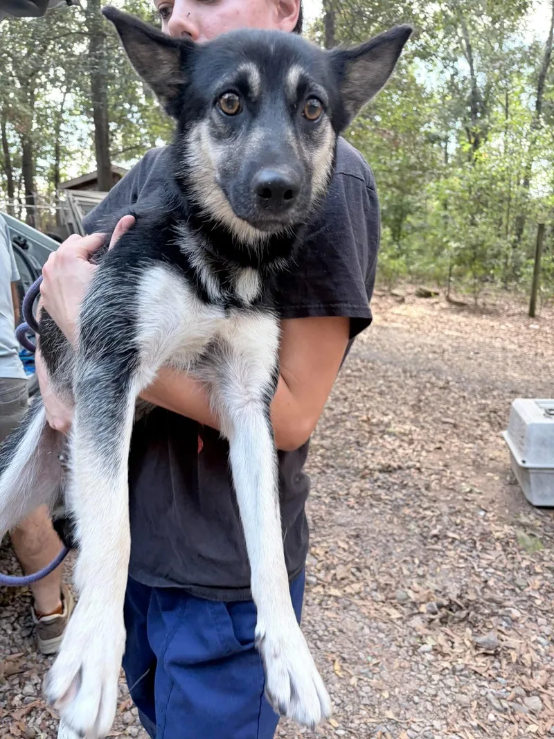 A baby medium-sized female Bicolor Shepherd dog named Ms Linda for adoption in East Haddam, CT