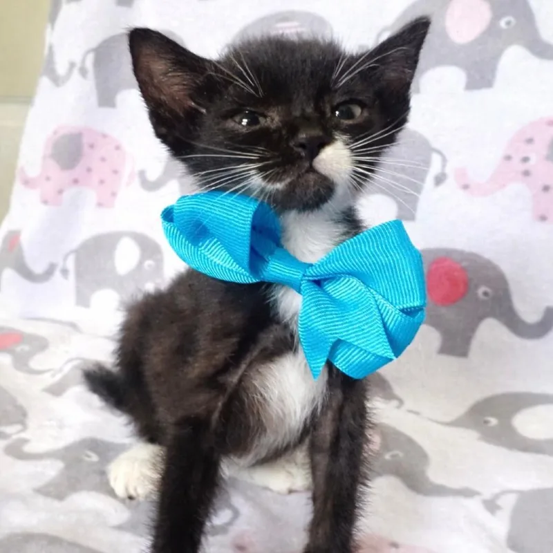 A young medium-sized male Black & White / Tuxedo Domestic Short Hair cat named Colada for adoption in miami, FL