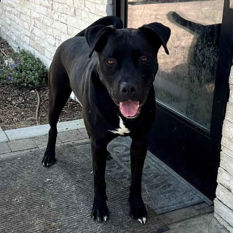 An adult extra large-sized male Black Mastiff dog named Riley Chino Hills Location for adoption in Chino Hills, CA