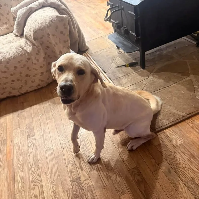 An adult medium-sized male Yellow Labrador Retriever dog named Rimi for adoption in Chicopee, MA