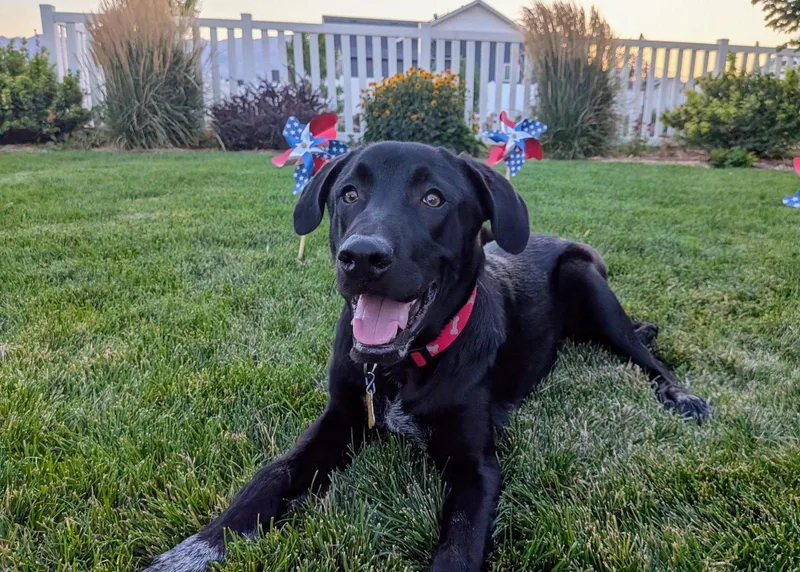 An adult large-sized male Labrador Retriever dog named All American Kai for adoption in Salt Lake City, UT