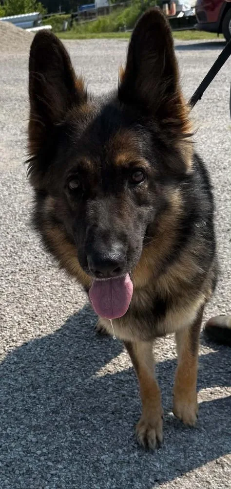 An adult large-sized female German Shepherd Dog dog named Heidi for adoption in Evansville, IN