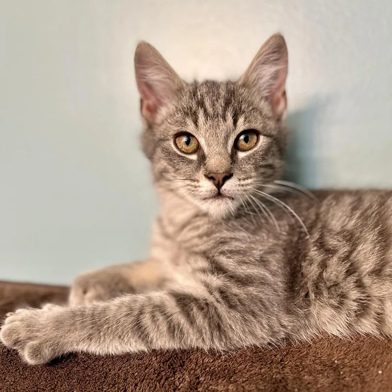 A baby small-sized male Gray / Blue / Silver Tabby cat named Fruitcake for adoption in Stafford, VA