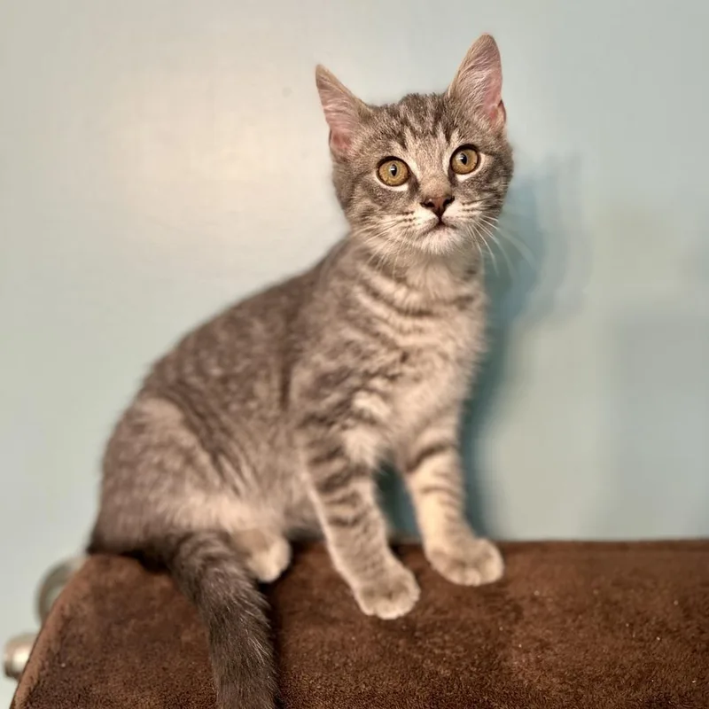 Fruitcake thumbnail 2