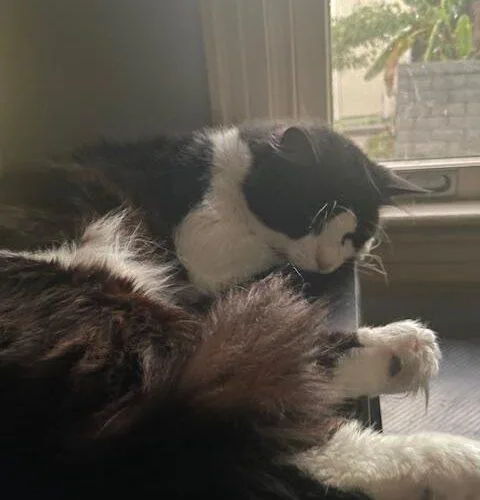A young medium-sized male Domestic Long Hair cat named Milo for adoption in Tampa, FL