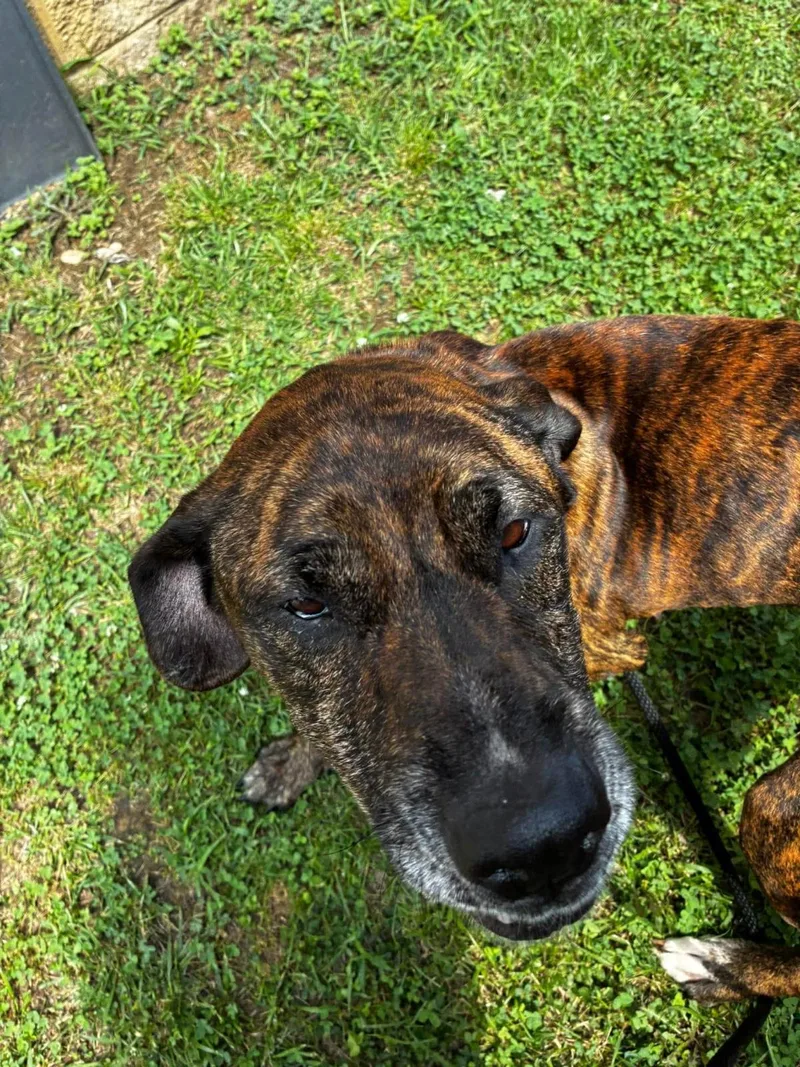 An adult large-sized female American Staffordshire Terrier dog named Molly for adoption in Front Royal, VA