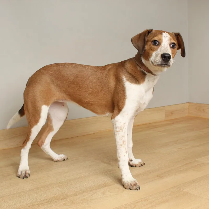 Sleighbell Spectacle D