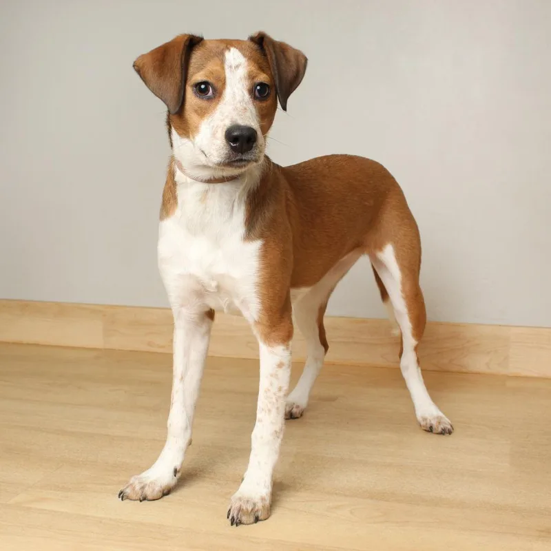 Sleighbell Spectacle D thumbnail 2