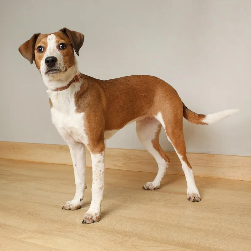 Sleighbell Spectacle D thumbnail 3